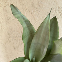 Sansevieria trifasciata 'Moonshine' (silver snakeplant)