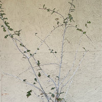 Quercus lobata, Valley Oak