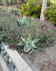plant material shot
