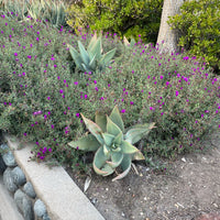 plant material shot