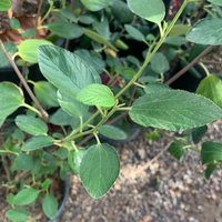 Ceanothus arboreus
