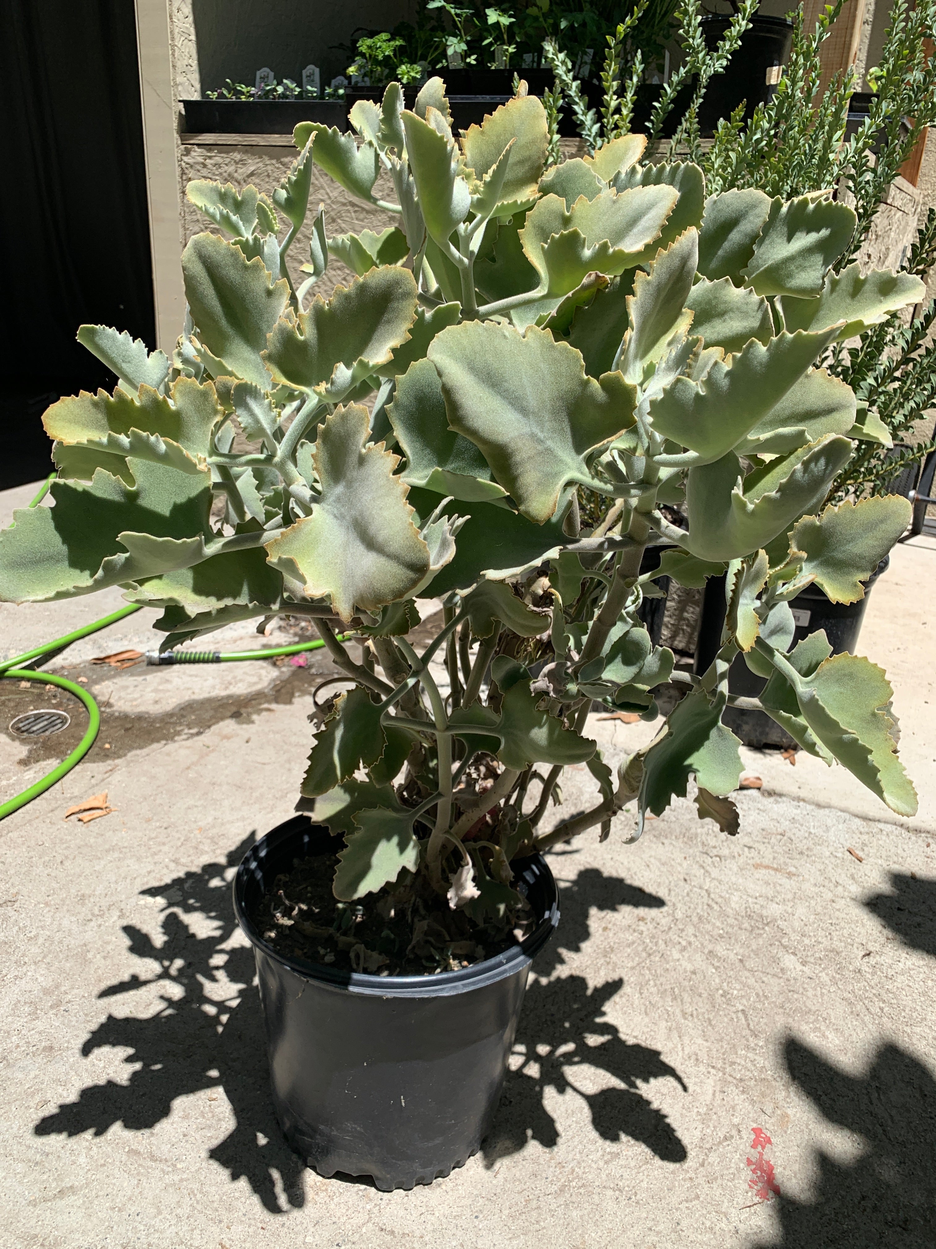 kalanchoe succulent for sale Kalanchoe beharensis 'Roseleaf'