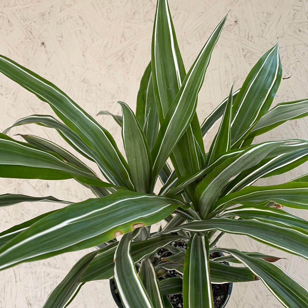 dracaena warneckii care Dracaena Warneckii tips