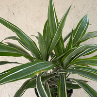 Dracaena Warneckii tips