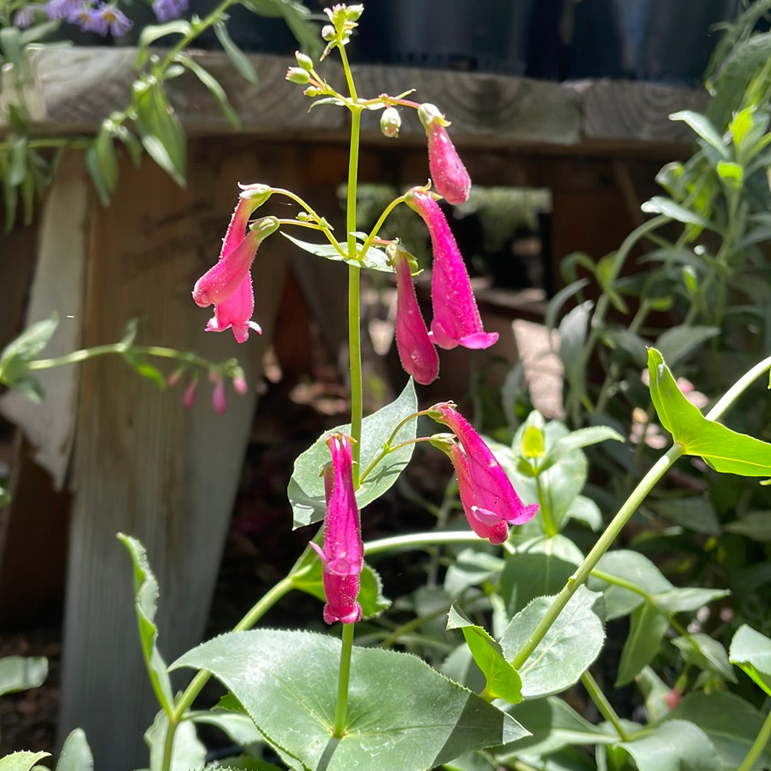 Penstemon pseudospectabilis