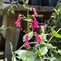 Penstemon pseudospectabilis