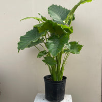 Alocasia Odora