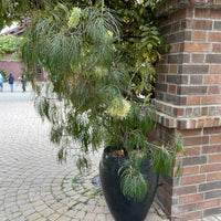 plant material shot