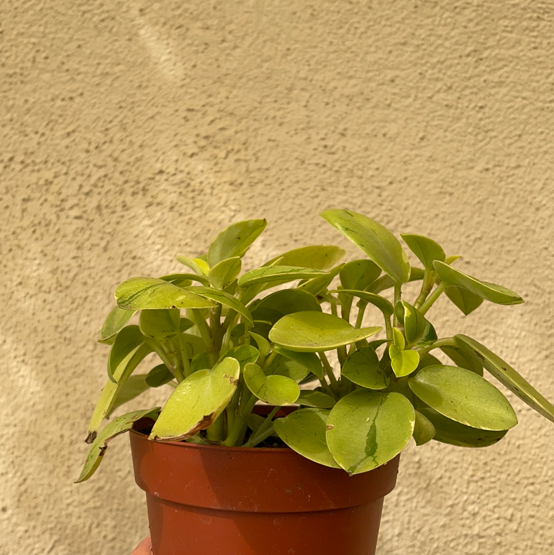 pixie plant succulent Peperomia Pixie Variegated