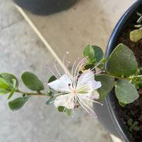 Capparis spinosa var. inermis