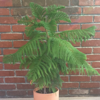 Araucaria heterophylla (Norfolk island pine)