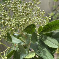 Heteromeles arbutifolia 'Davis Gold' Toyon White Flowers