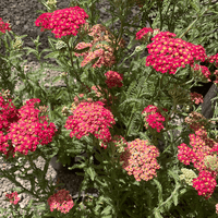 Paprika Yarrow Flower and Foliage by Plant Material