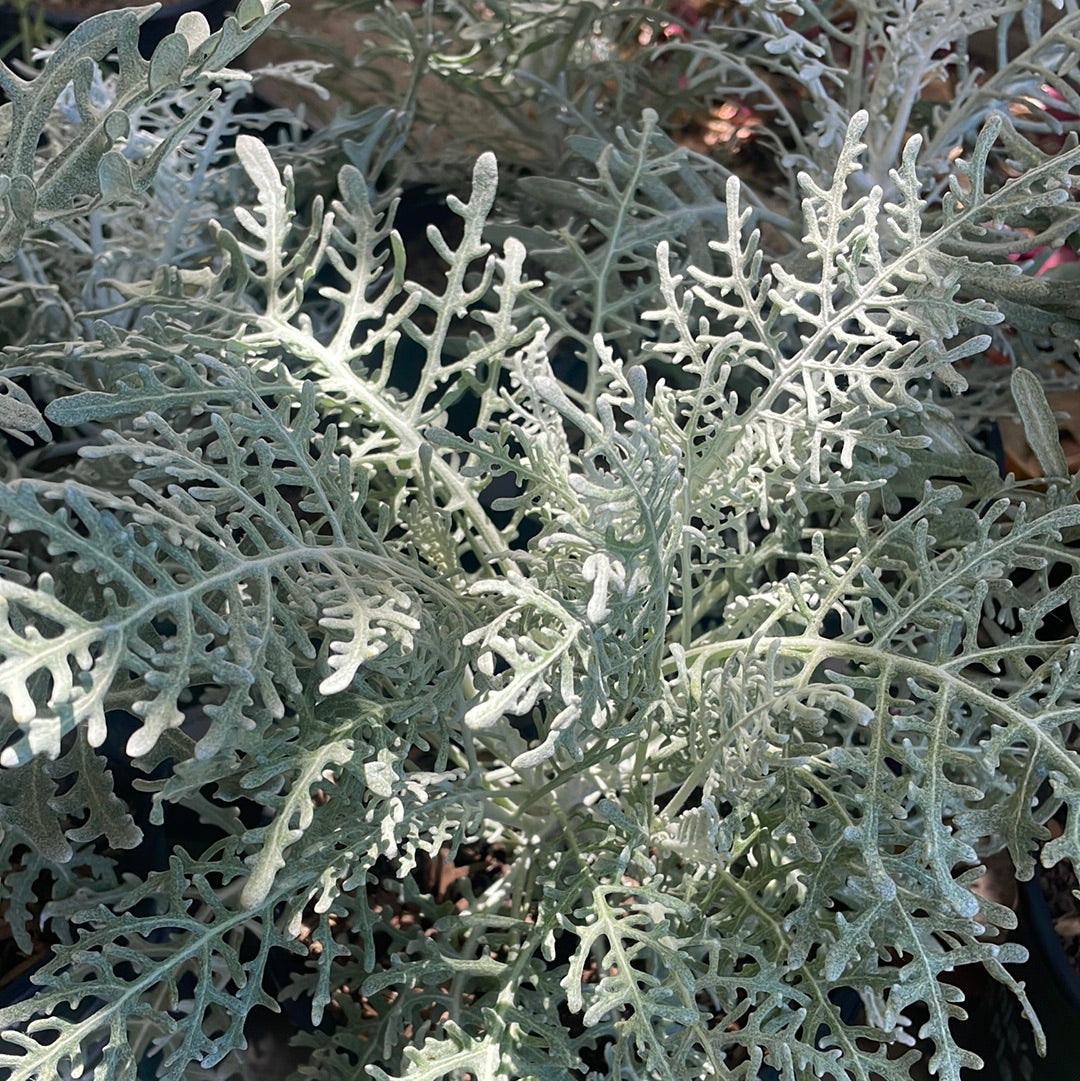 Constancea (Eriophyllum) nevinii, Nevin's Woolly Sunflower
