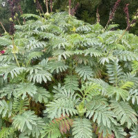 plant material shot