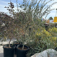 Olea europaea 'Wilsonii'