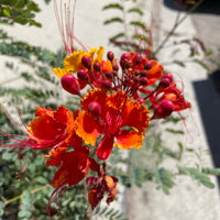 Caesalpinia pulcherrima- Red bird of paradise