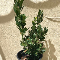 Laurus nobilis, Bay Laurel