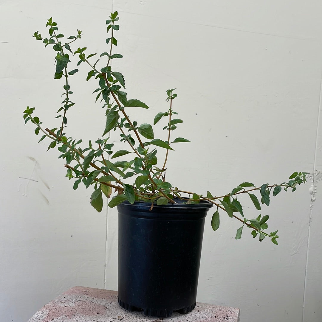 climbing potted plant Keckiella cordifolia, climbing penstemon – Plant Material