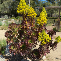 Aeonium atropurpureum Black