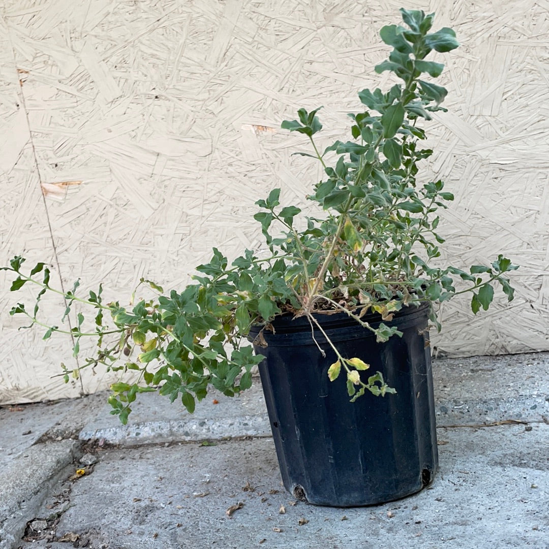 Epilobium canum 'Route 66' – Plant Material