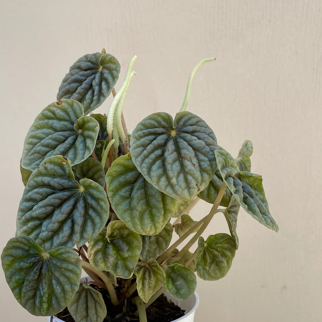 Peperomia Little Toscani