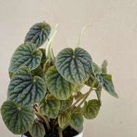 Peperomia Little Toscani