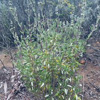 plant material shot