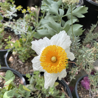 Romneya coulteri, Matilija Poppy flowe