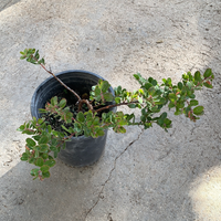 Arctostaphylos ‘John Dourley’