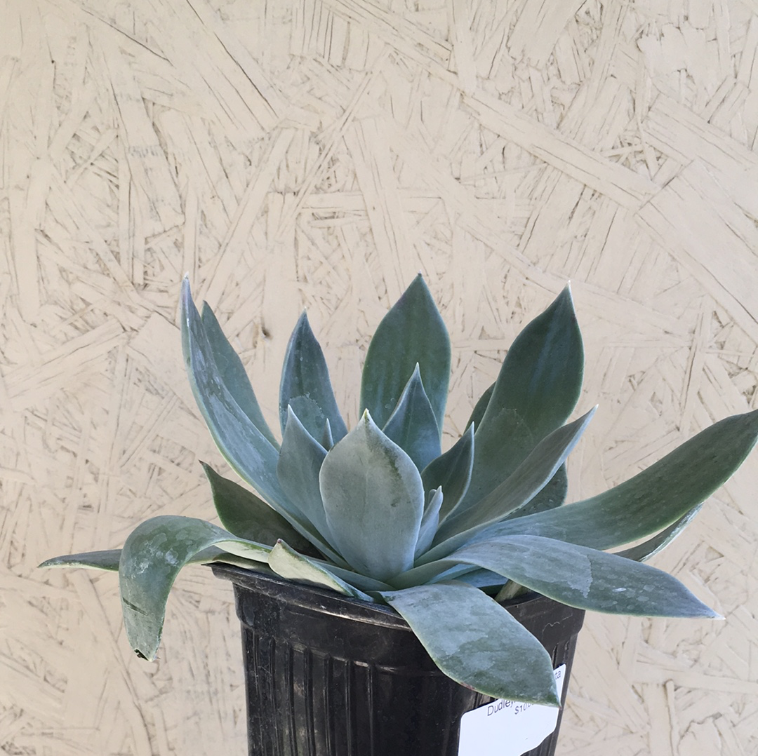 Dudleya pulverulenta