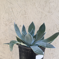 Dudleya pulverulenta