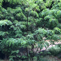 Amorpha fruticosa, False Indigo Mature by Plant Material