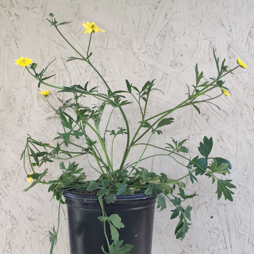 buttercup succulent Ranunculus californicus, California Buttercup – Plant Material