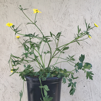 Ranunculus californicus, California Buttercup