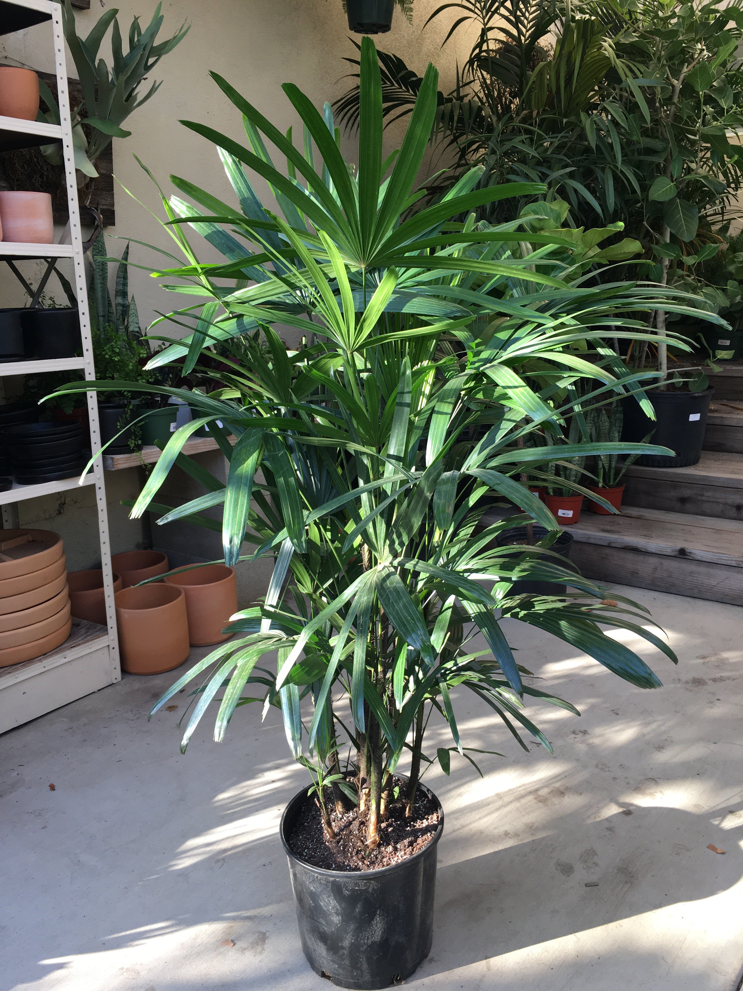 rhapis indoor plant Rhapis – Plant Material