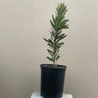 Protea 'Pink Ice'
