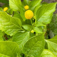 Organic Spilanthes, Acmella oleracea - Please call shop for availability
