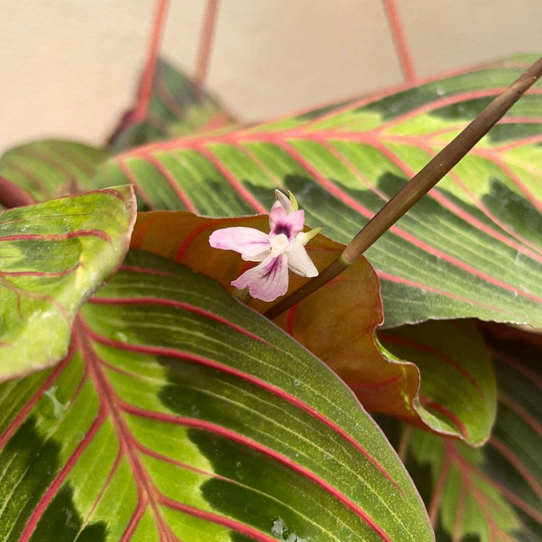 Maranta leuconeura