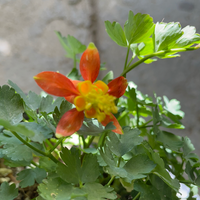 Aquilegia formosa