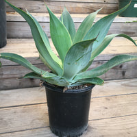 Agave 'Blue Flame'