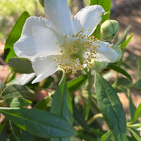 plant material shot