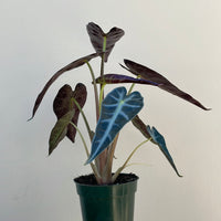 Alocasia Bambino