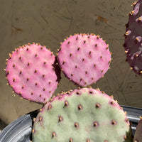 Opuntia santa-rita