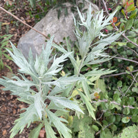 Artemisia douglasiana, Mugwort