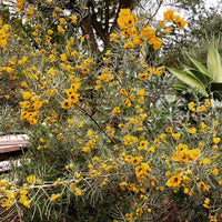 Senna Artemisiodes Flowers