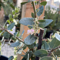 Manzanita Arctostaphylos 'Lester Rowntree' Foliage and Pink Flower