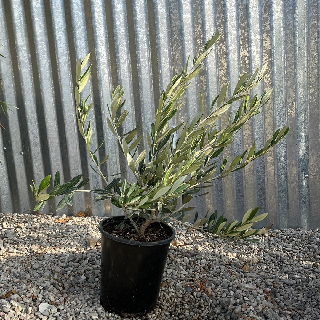 Olive Tree (Olea Europaea) Indoor Houseplant