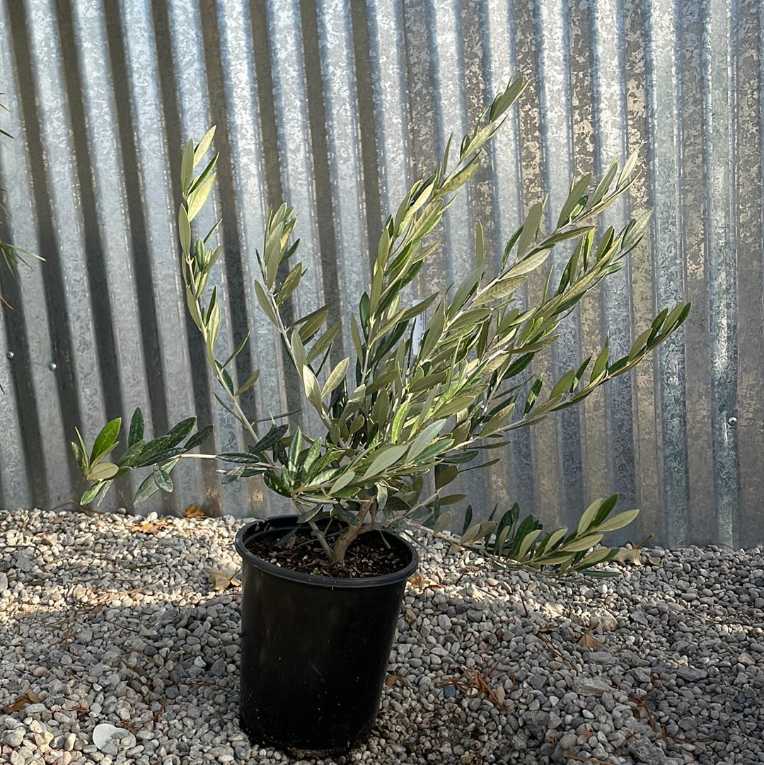 ollies pots for plants Olea europaea 'Little Ollie' – Plant Material