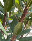 Comarostaphylis diversifolia, Summer Holly